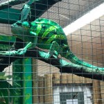 we took a walk around the reptile house and saw this charmeleon