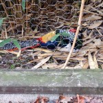 and this very colourful bird