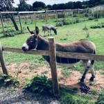 this donkey came to say hello