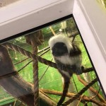 We also visited the monkey house