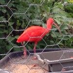 We saw this amazing scarlet ibis