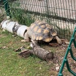 we saw a giant tortoise