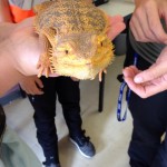 and this lizard
