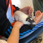 and we held a rat