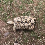 we also had a look at all the other animals around the animal zone